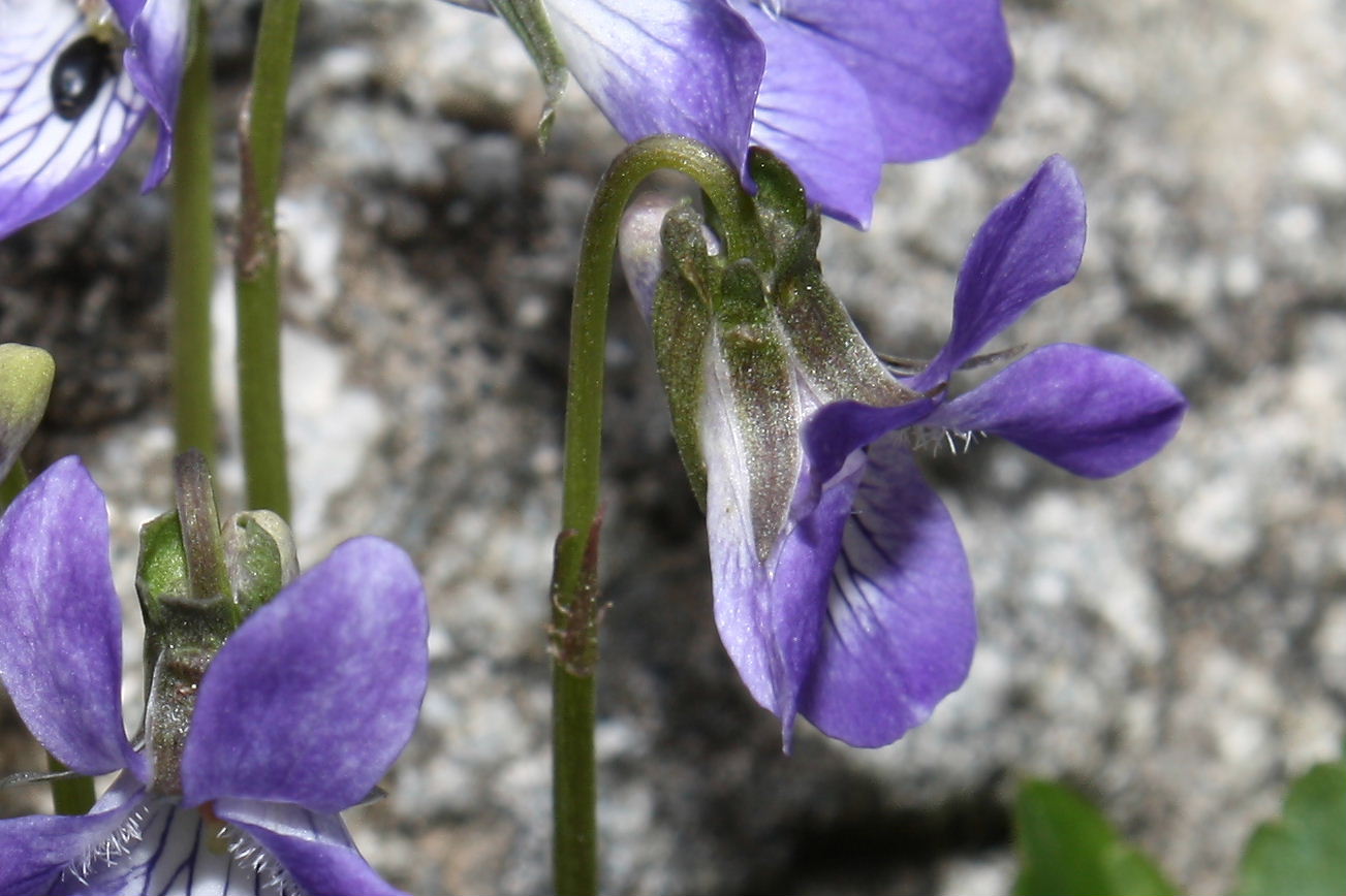 Viola riviniana / Viola di Rivinus